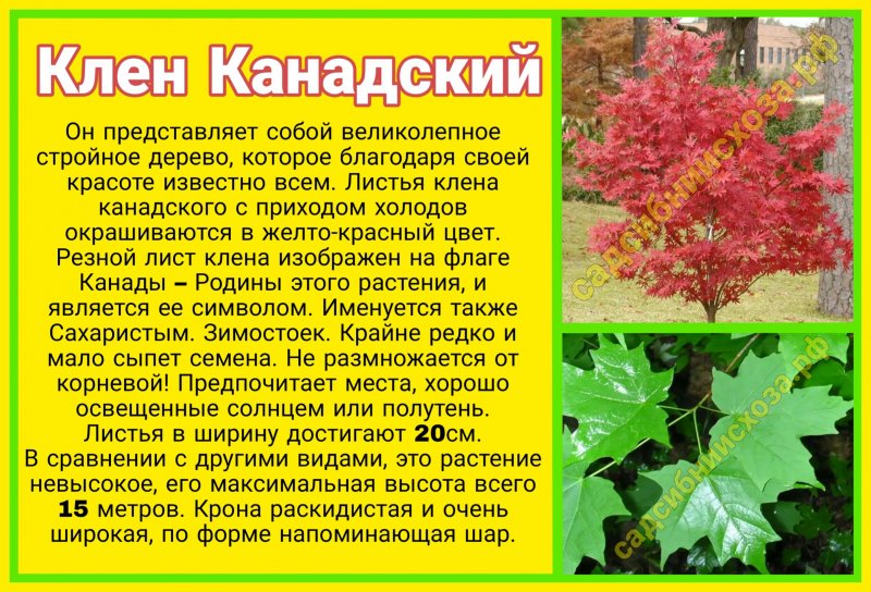 Канадский Клен Листья Фото